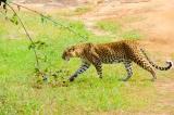 Yala National Park